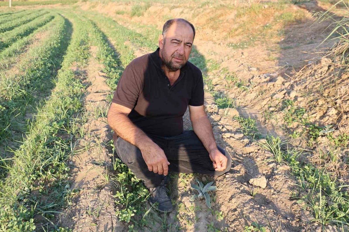 Aydın’da enginar fideleri toprakla buluşmaya başladı