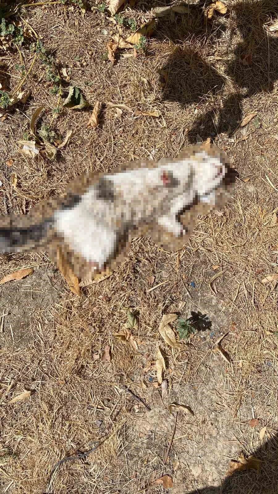 Esnafın beslediği kedi bacakları kesilmiş halde bulundu