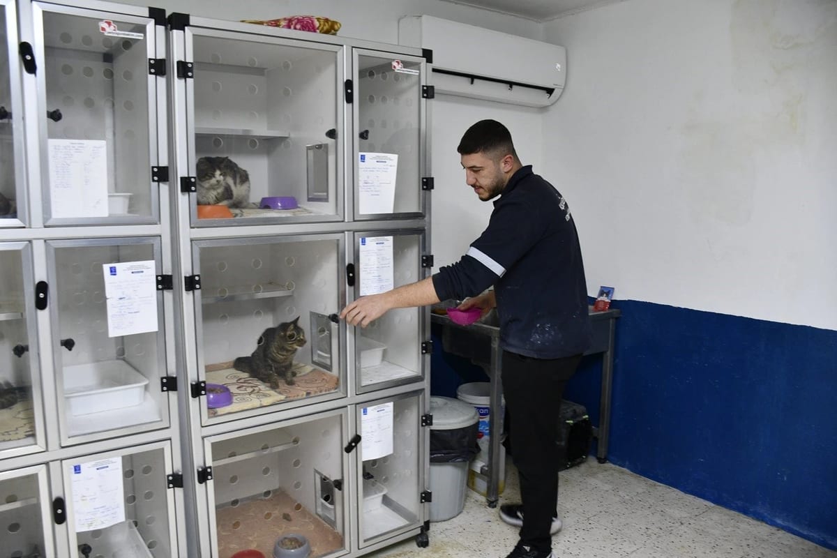 Kuşadası’nda 1 yılda bin 539 sokak kedisi ücretsiz kısırlaştırıldı