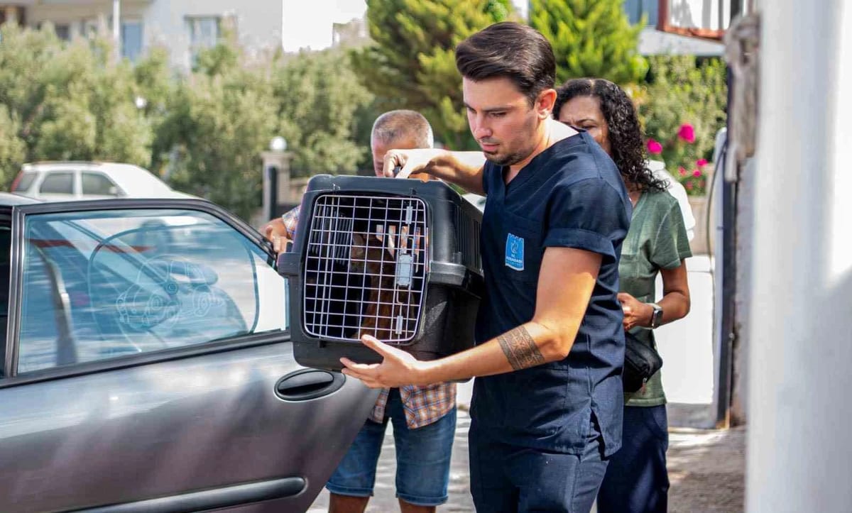 Kuşadası’nda 1 yılda bin 539 sokak kedisi ücretsiz kısırlaştırıldı