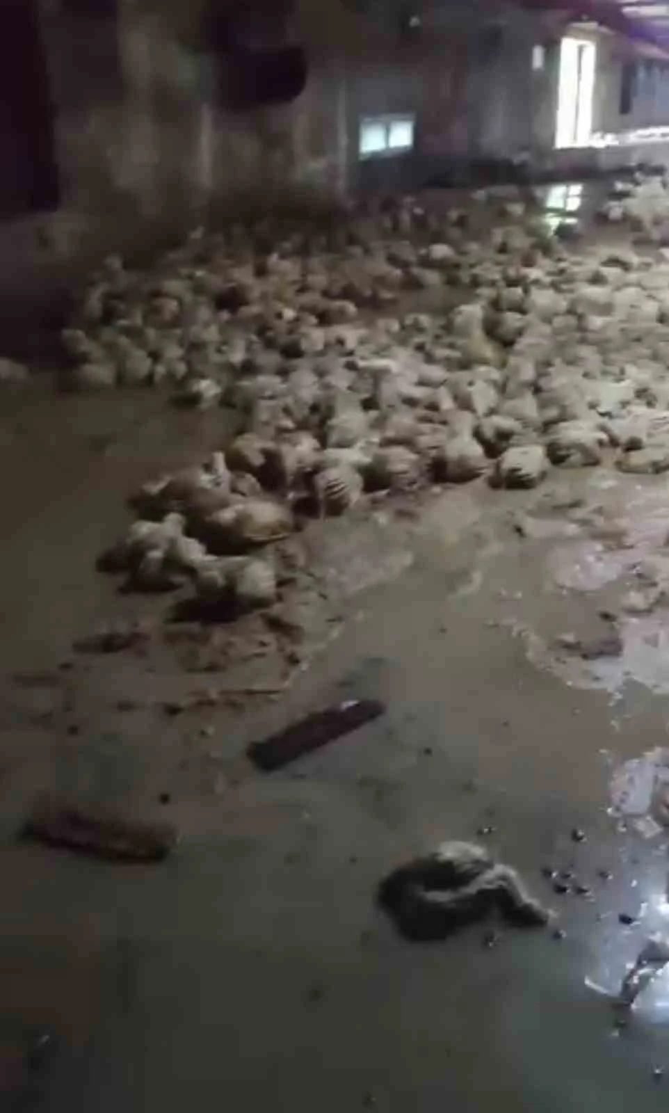 Taşkın kümesi vurdu, çok sayıda tavuk telef oldu