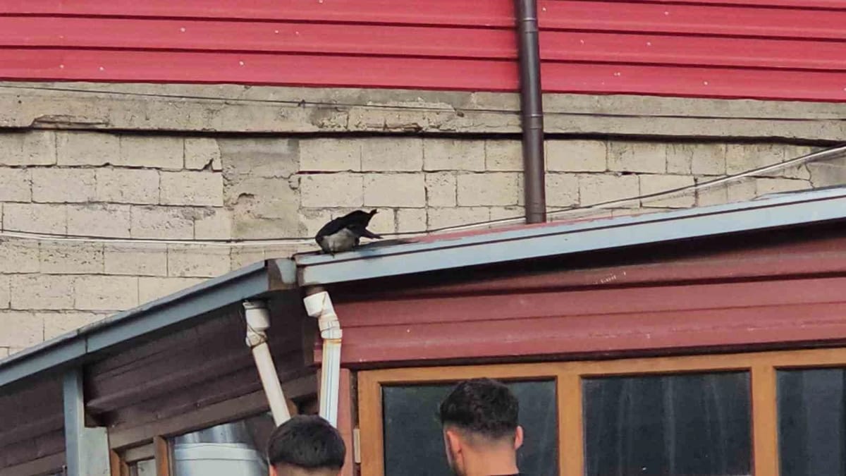 Adilcevaz’da kasap ile karga arasındaki sıra dışı dostluk görenleri gülümsetiyor