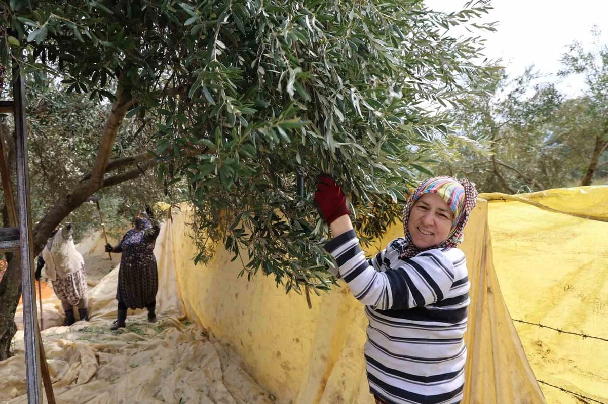 Aydın'da kadınlar zeytin tarağıyla sofralık zeytin hasadına başladı