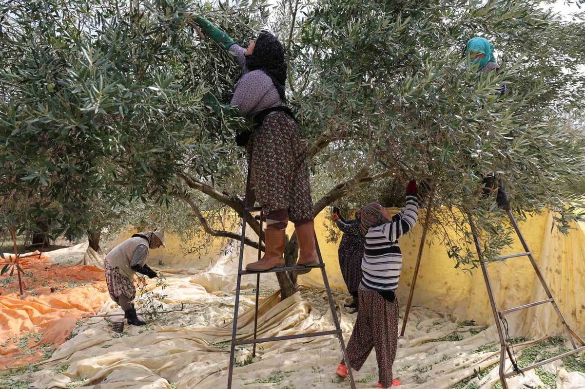 Aydın'da kadınlar zeytin tarağıyla sofralık zeytin hasadına başladı