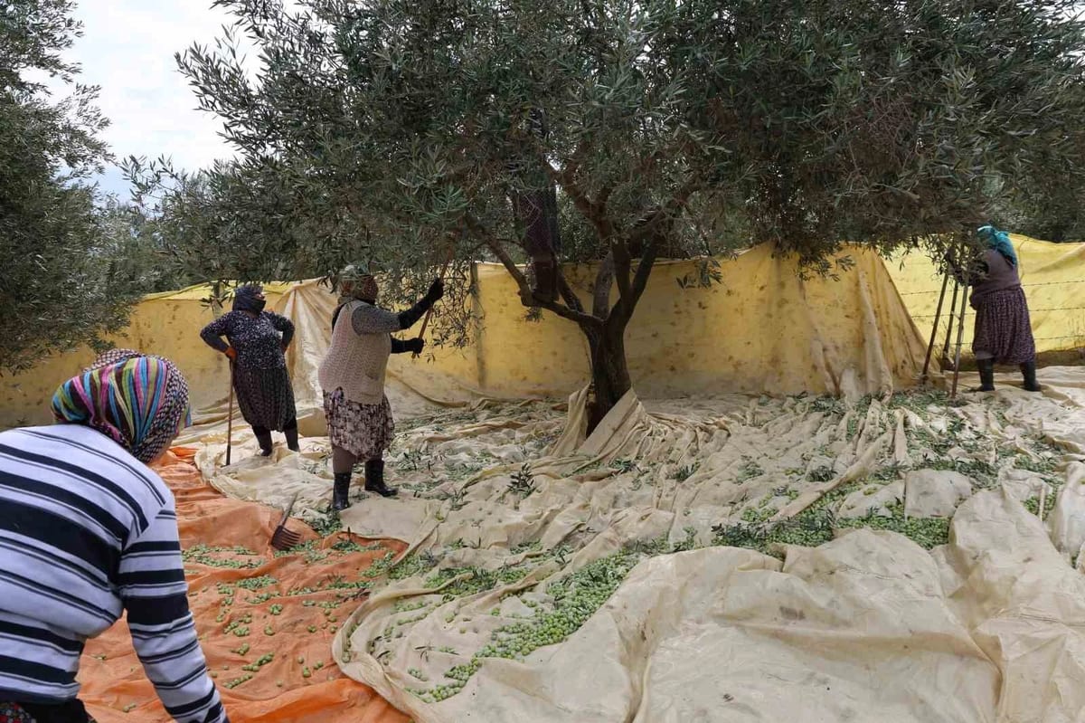 Aydın'da kadınlar zeytin tarağıyla sofralık zeytin hasadına başladı