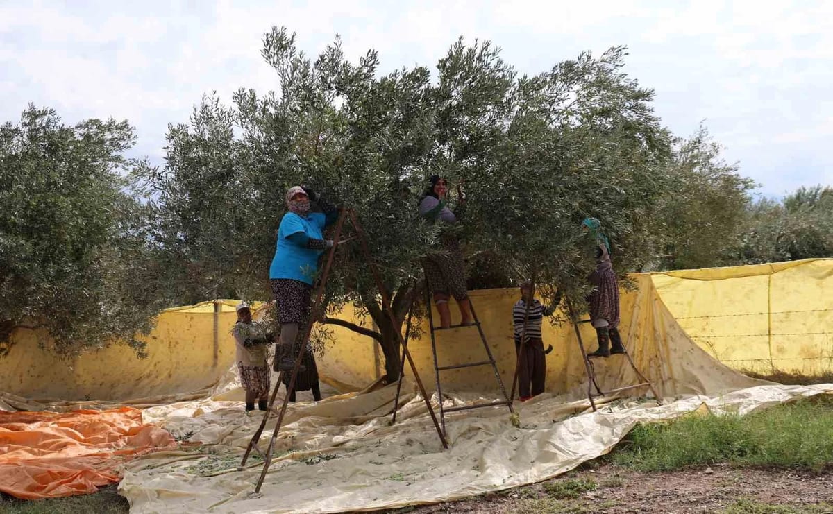 Aydın'da kadınlar zeytin tarağıyla sofralık zeytin hasadına başladı