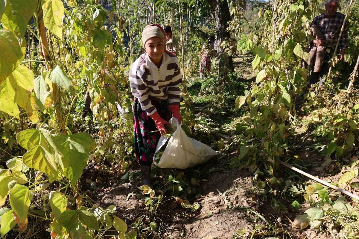 Aydın’da kestane hasadı başladı