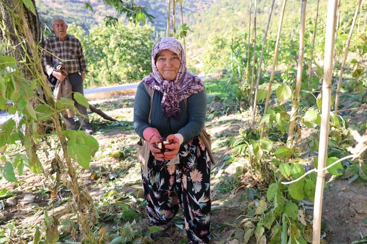 Aydın’da kestane hasadı başladı