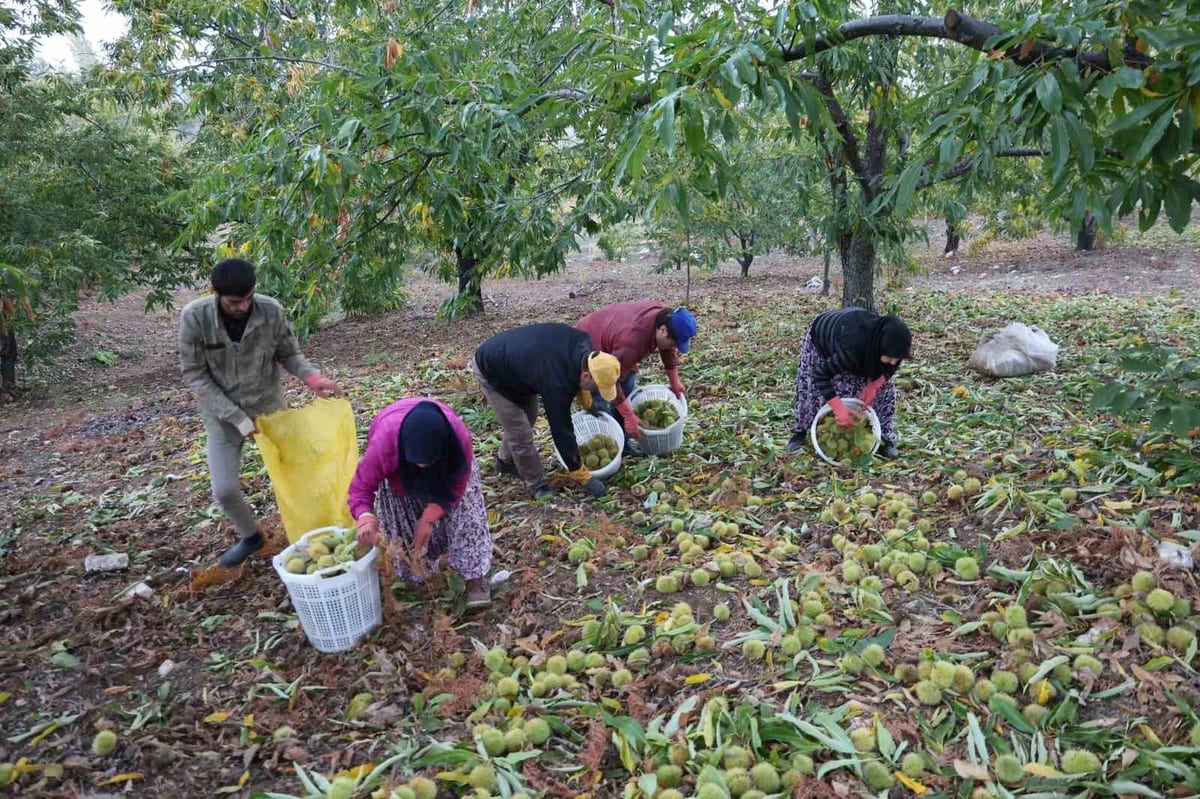 Aydın'da kestane hasadı tamamlandı; 50 bin tonun üzerinde rekolte bekleniyor