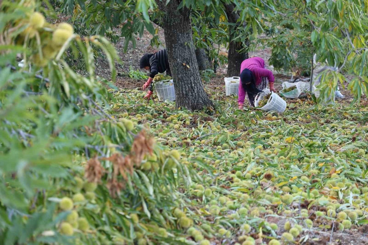 Aydın'da kestane hasadı tamamlandı; 50 bin tonun üzerinde rekolte bekleniyor