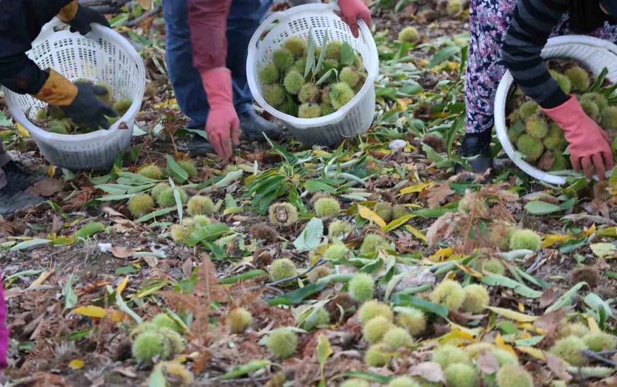 Aydın'da kestane hasadı tamamlandı; 50 bin tonun üzerinde rekolte bekleniyor