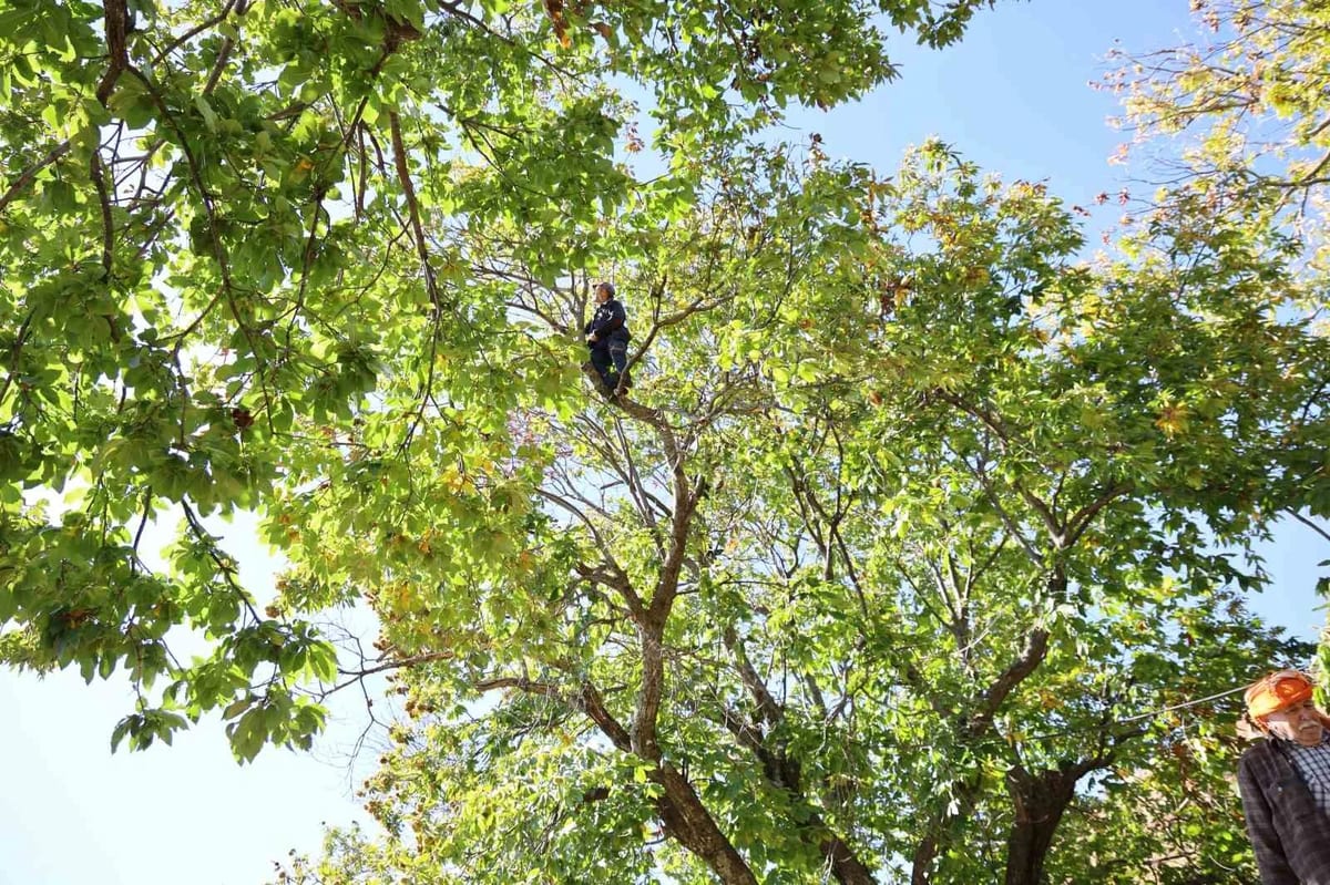 Aydın'da kestane üreticileri işçi bulamıyor, hasat sezonu başladı