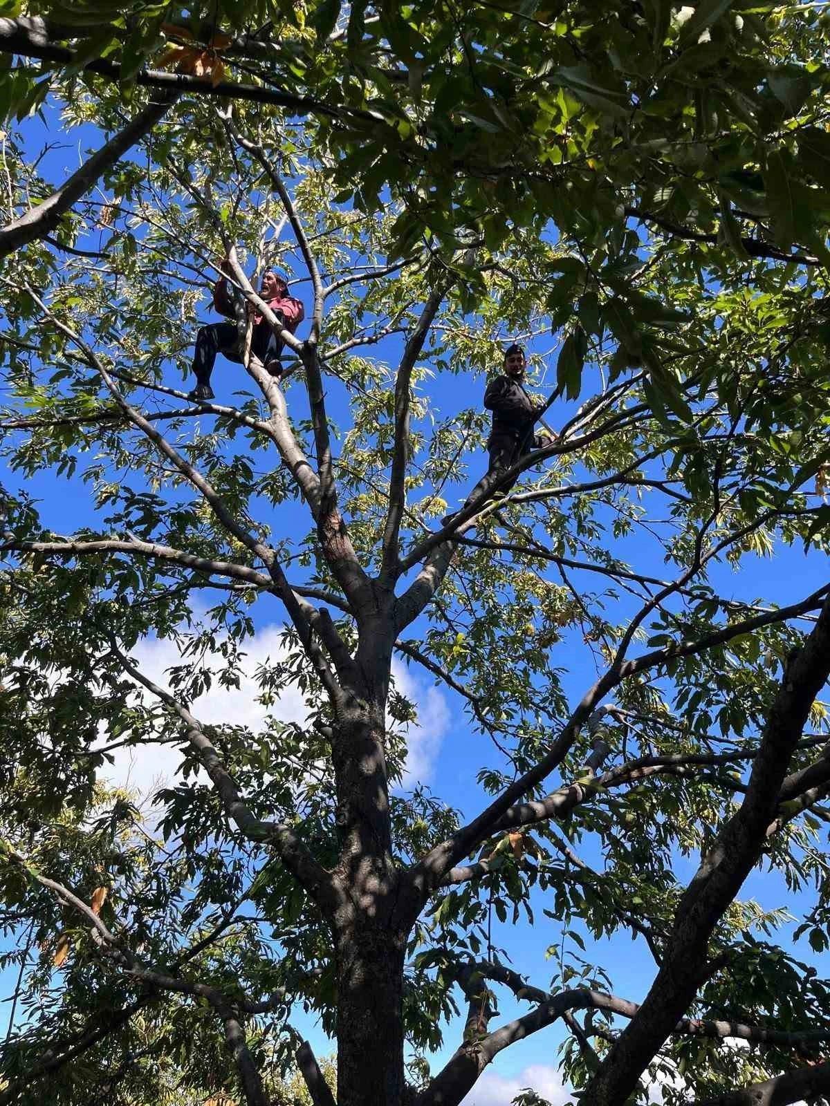 Aydın'da kestane üreticileri işçi bulamıyor, hasat sezonu başladı