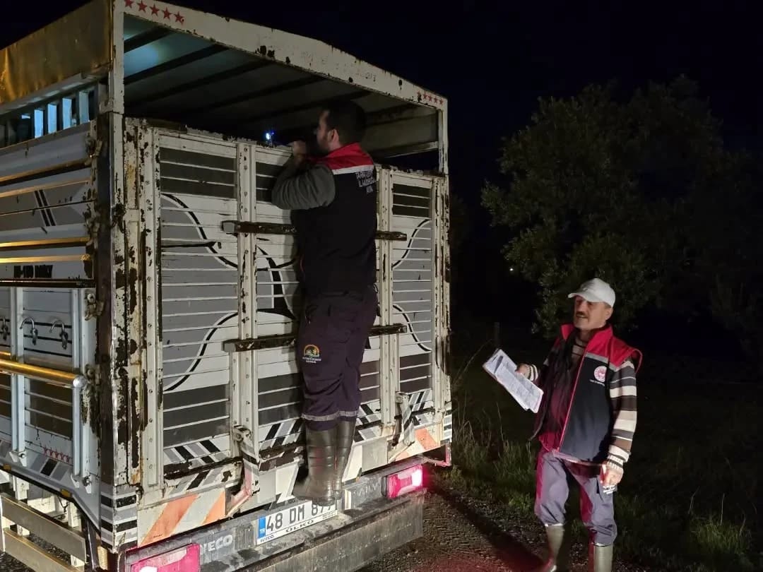 Aydın'da küpesiz ve belgesiz hayvanların pazara girişine izin verilmedi