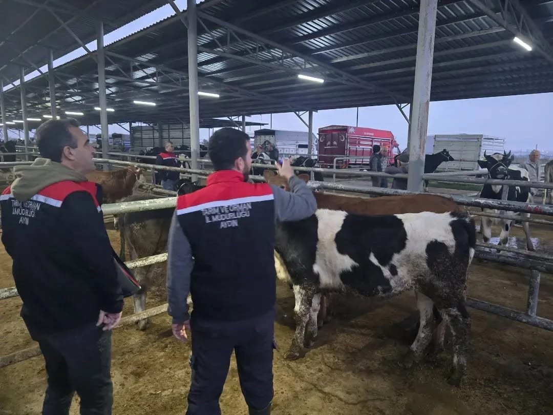 Aydın'da küpesiz ve belgesiz hayvanların pazara girişine izin verilmedi