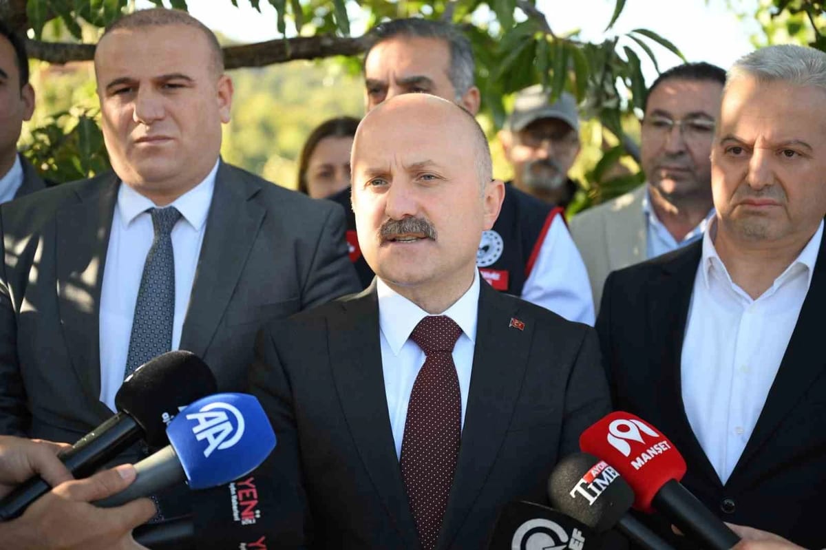 Aydın kestanesinde hasat sürüyor, üretimde Türkiye'de ikinci sırada