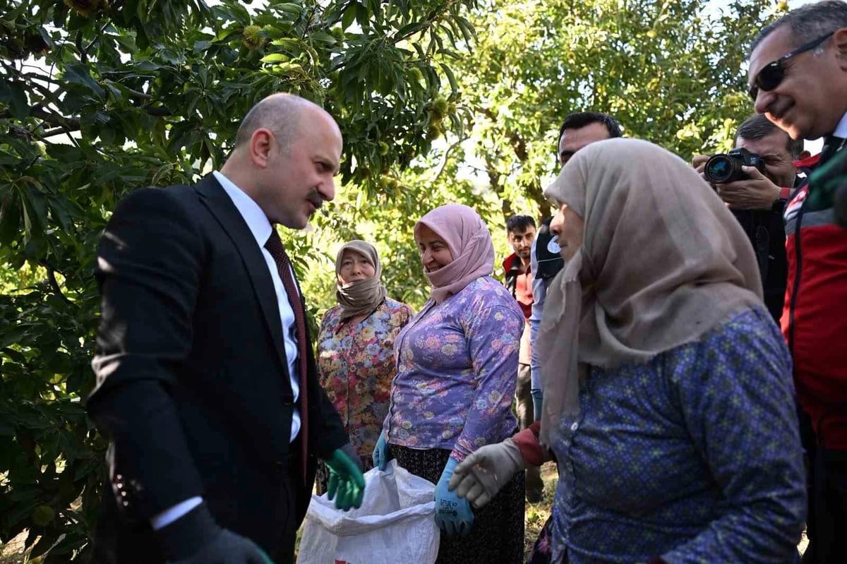 Aydın kestanesinde hasat sürüyor, üretimde Türkiye'de ikinci sırada