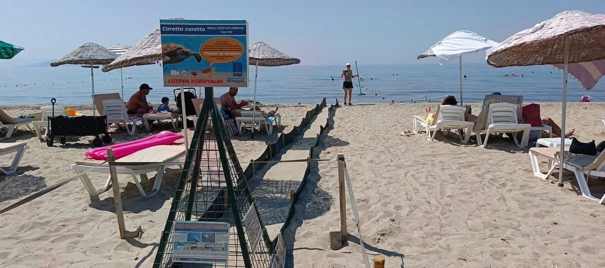 Aydın kıyılarında 1110 deniz kaplumbağası yavrusu denize ulaştı