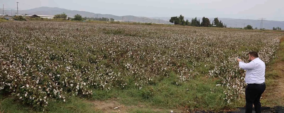 Aydın pamuğu yağmura hazırlıksız yakalandı