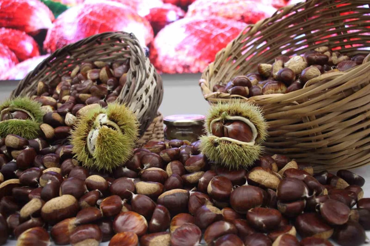 Aydın Ticaret Borsası kestane sezonunun ilk ürününü 600 TL’den satın aldı