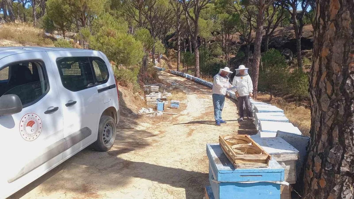 Bozdoğan’da arıcılara yönelik destek çalışmaları sürüyor