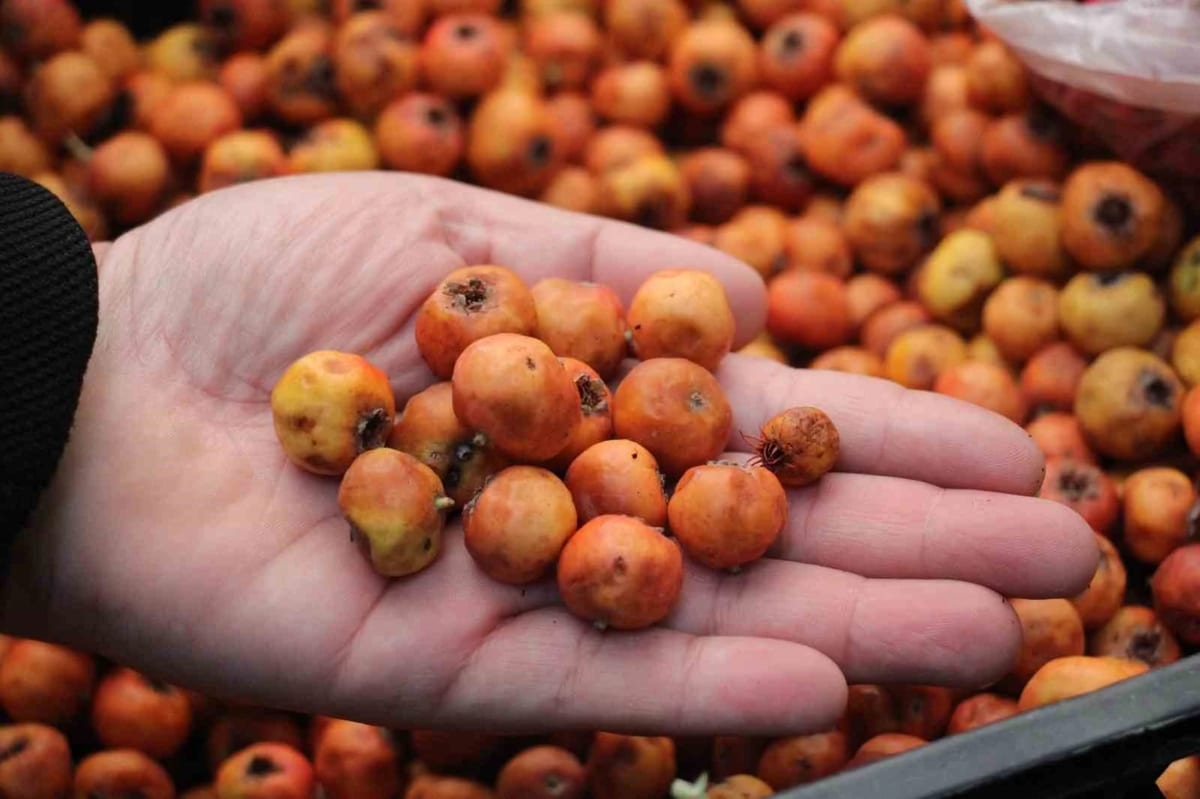 Dağlarda kendiliğinden yetişen şifa kaynağı alıç tezgahlardaki yerini aldı