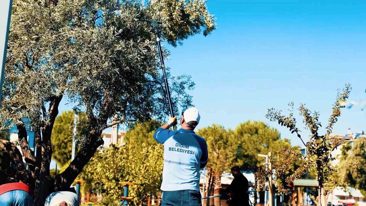 Didim Belediyesi, zeytin hasadına başladı