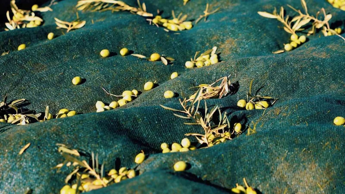Didim Belediyesi, zeytin hasadına başladı