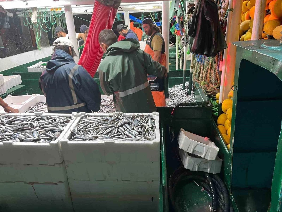 Didim’de ‘Hamsi Kotası’ denetimi yapıldı