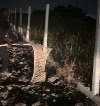 Doğada yaralı bulunan karakulak, tedavi için koruma altına alındı