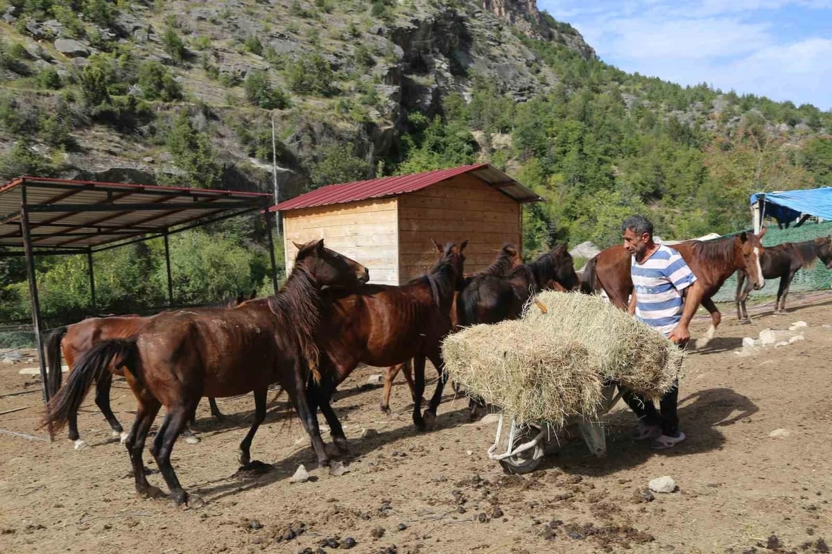 Kesime götürülürken kurtarılan atlara 5 yıldır gönüllüler bakıyor
