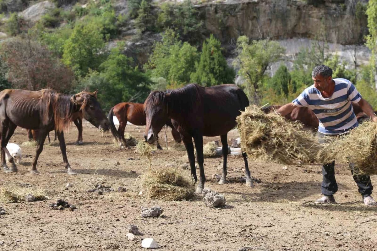 Kesime götürülürken kurtarılan atlara 5 yıldır gönüllüler bakıyor