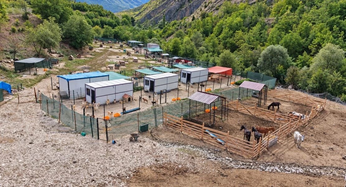 Kesime götürülürken kurtarılan atlara 5 yıldır gönüllüler bakıyor