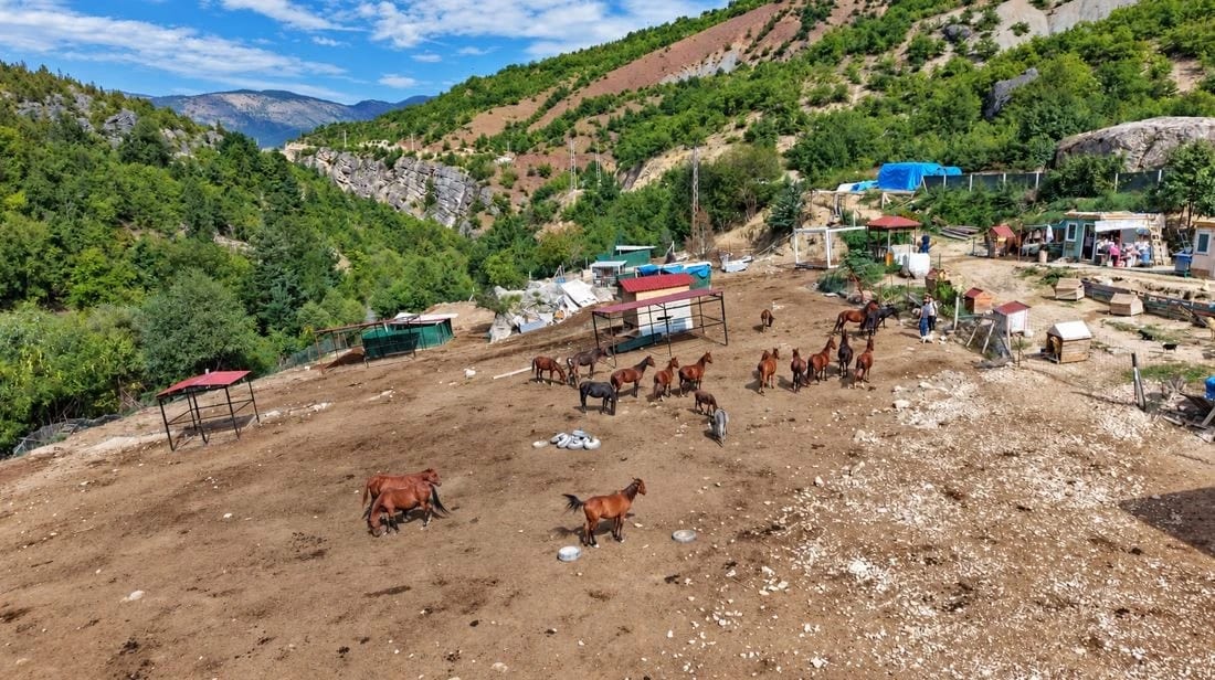 Kesime götürülürken kurtarılan atlara 5 yıldır gönüllüler bakıyor
