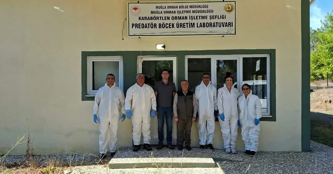 Kestane gal arısına karşı biyolojik mücadele güçlendiriliyor