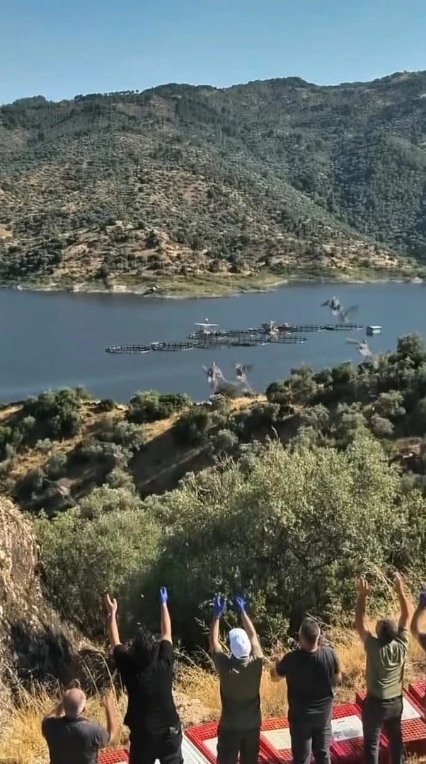 Kınalı keklikler Aydın'da doğaya salındı, av yasağına uyulması istendi