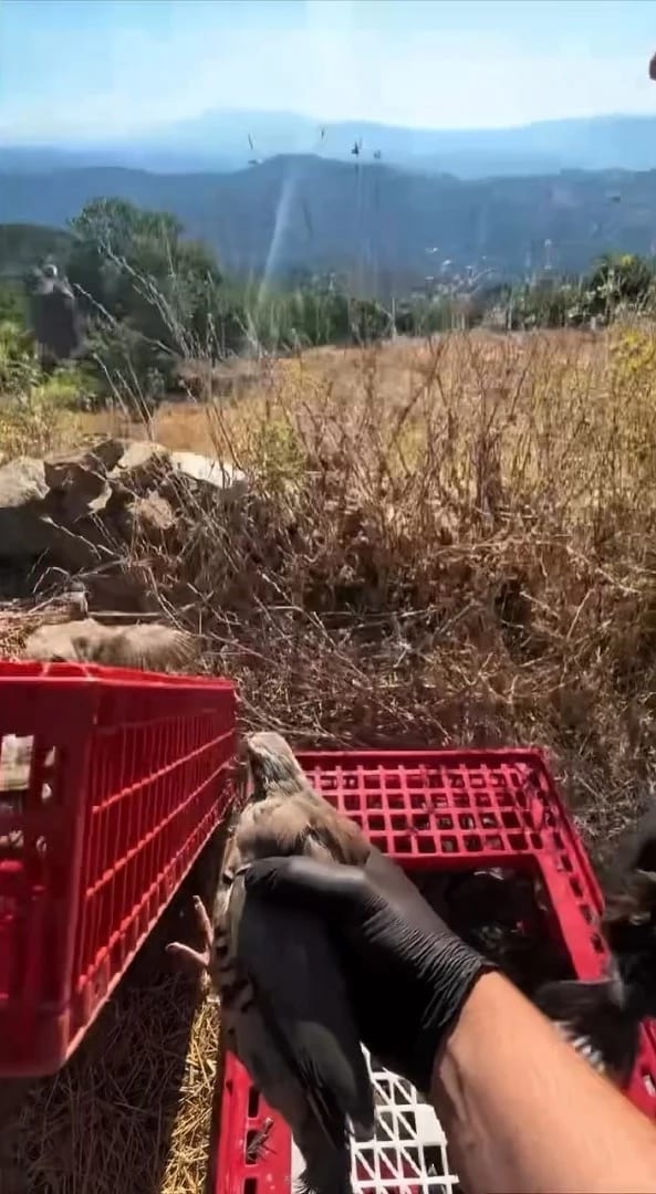 Kınalı keklikler Aydın'da doğaya salındı, av yasağına uyulması istendi