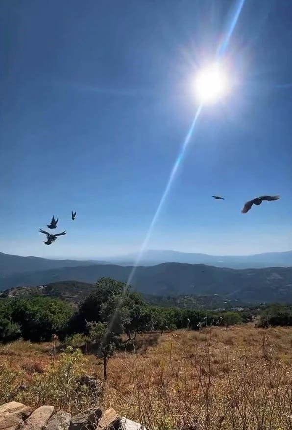 Kınalı keklikler Aydın'da doğaya salındı, av yasağına uyulması istendi
