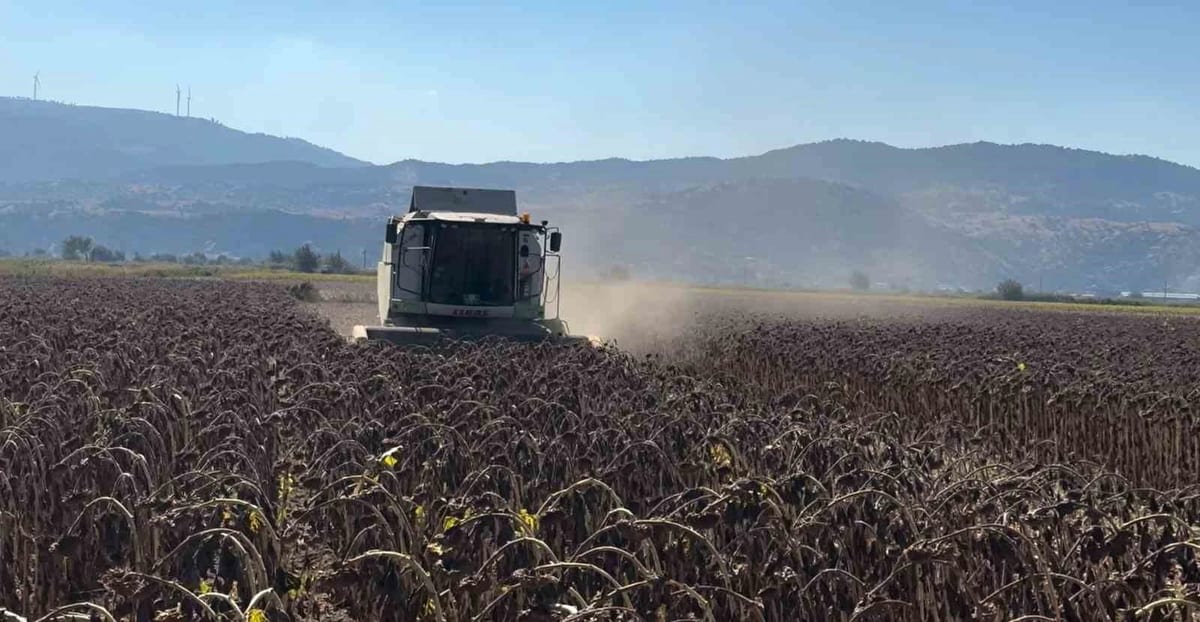 Koçarlı’da ayçiçeğindeki hibe desteği meyvesini verdi, ürünler hasat edildi