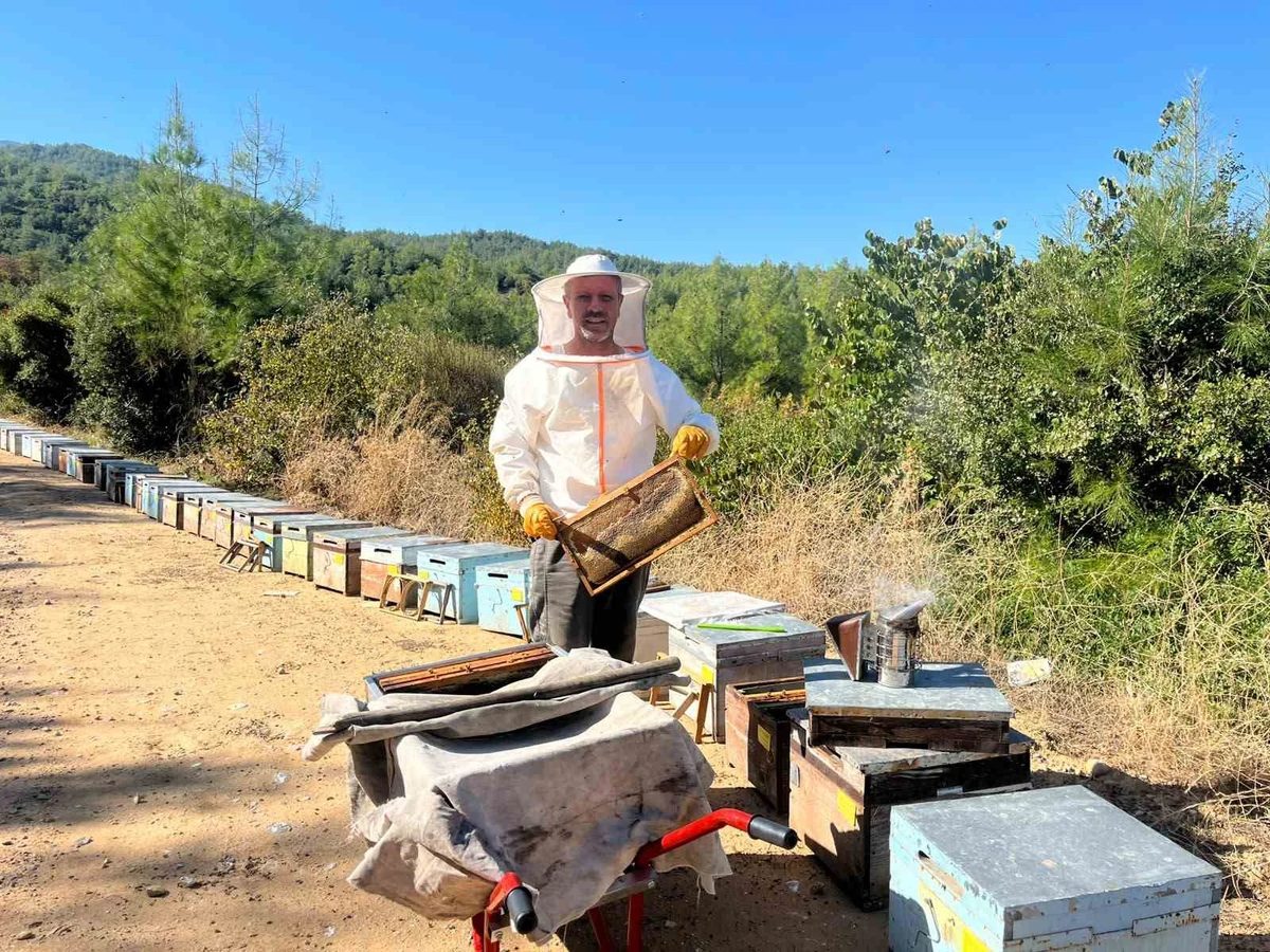 Kuşadası’nda çam balında ilk sağım yapıldı