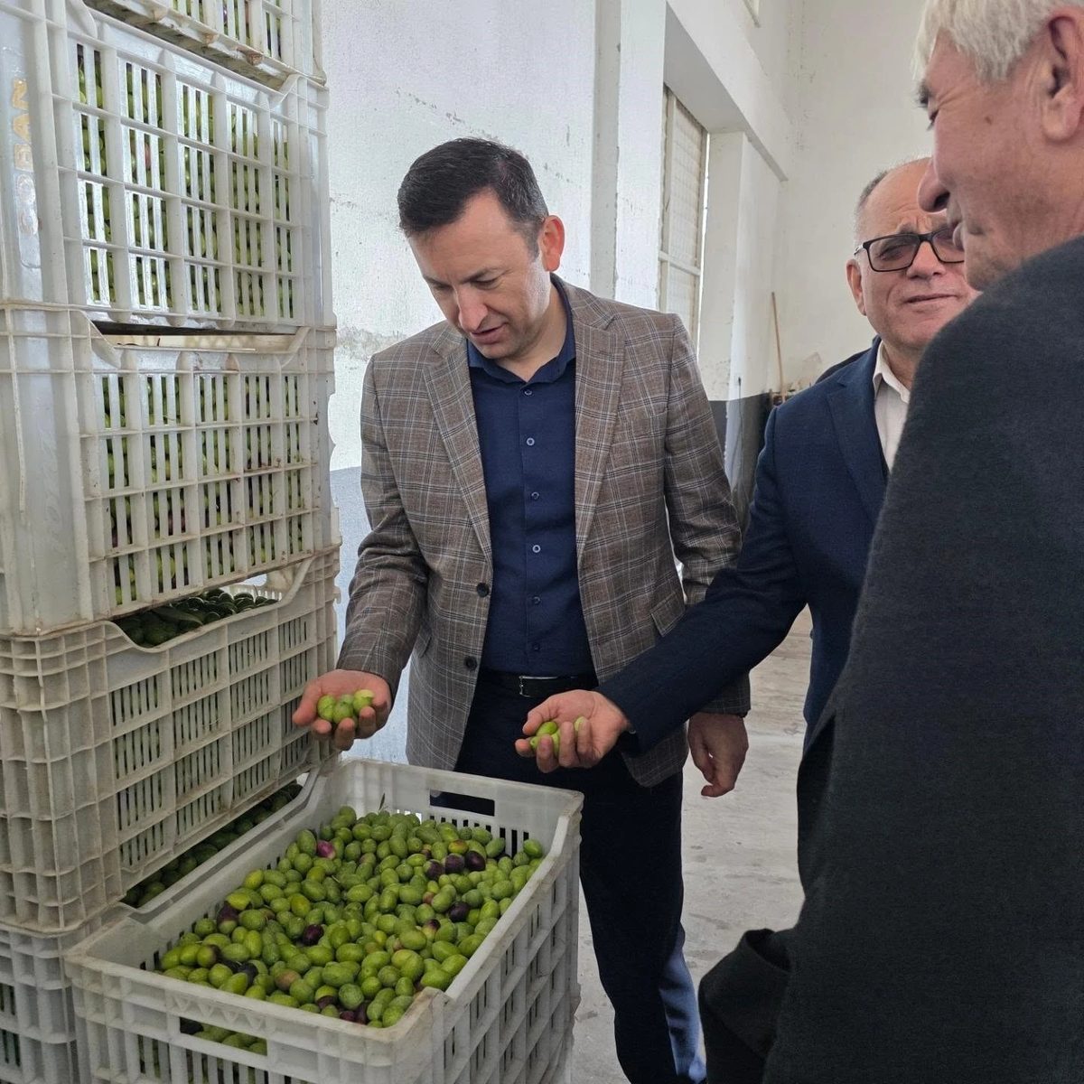 Kuyucak’ta zeytin bahçelerinde hasat mesaisi