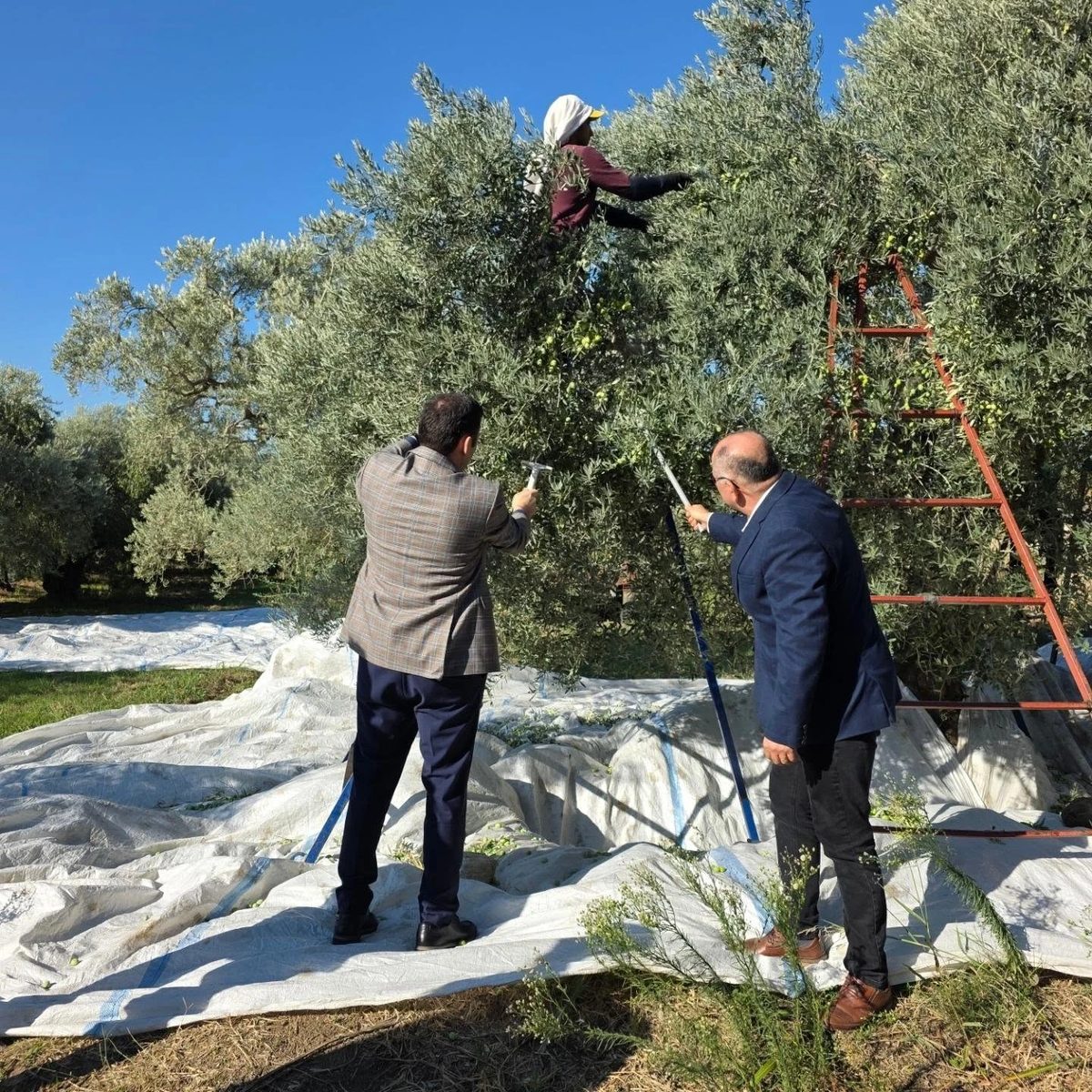 Kuyucak’ta zeytin bahçelerinde hasat mesaisi