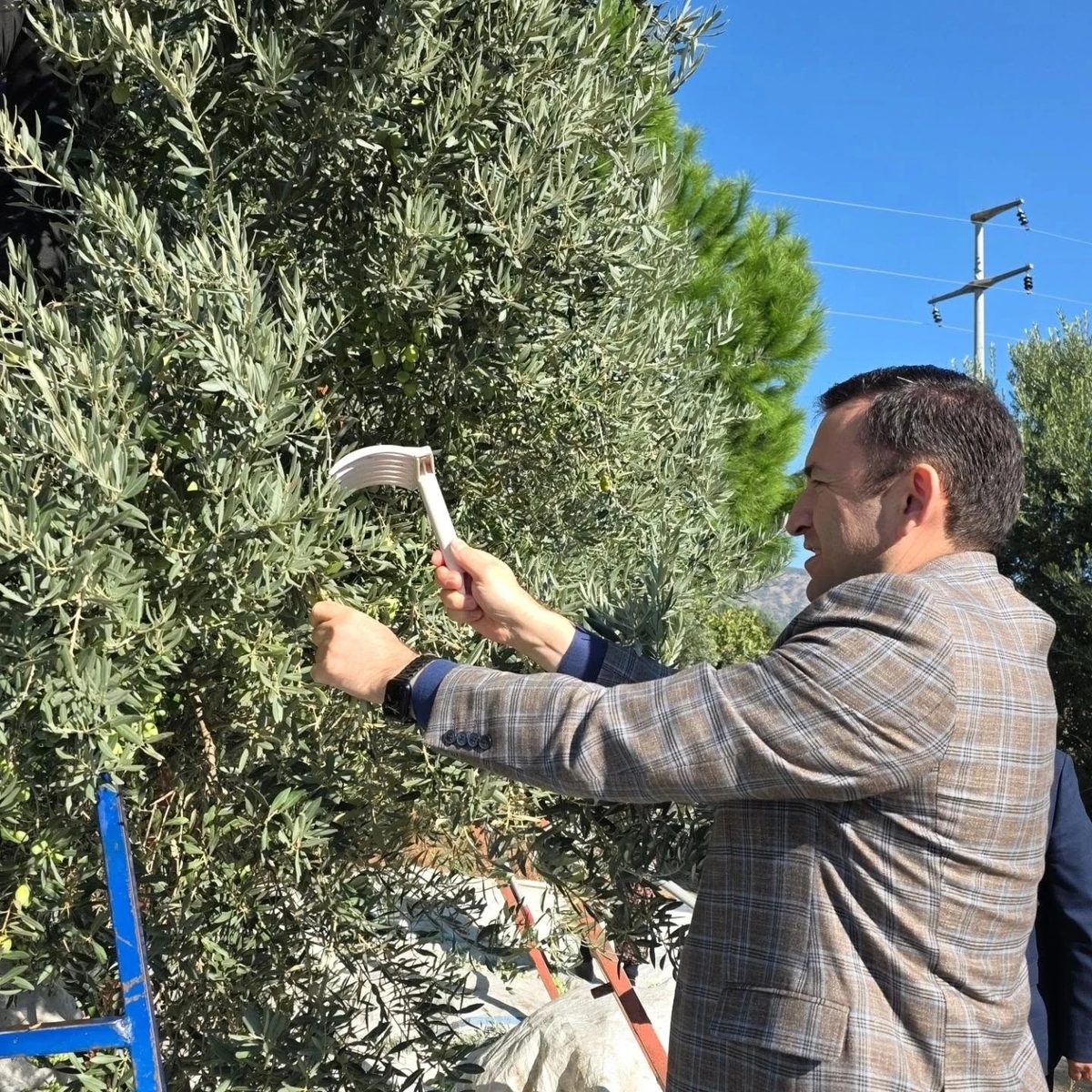 Kuyucak’ta zeytin bahçelerinde hasat mesaisi