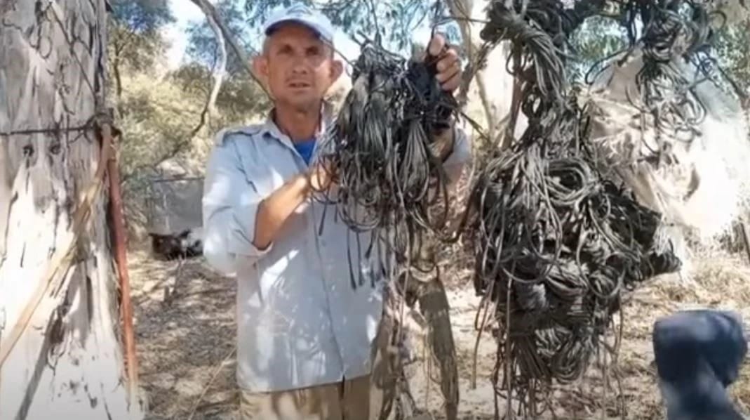 Leylek yuvalarındaki plastik ipler yavruların hayatını tehdit ediyor