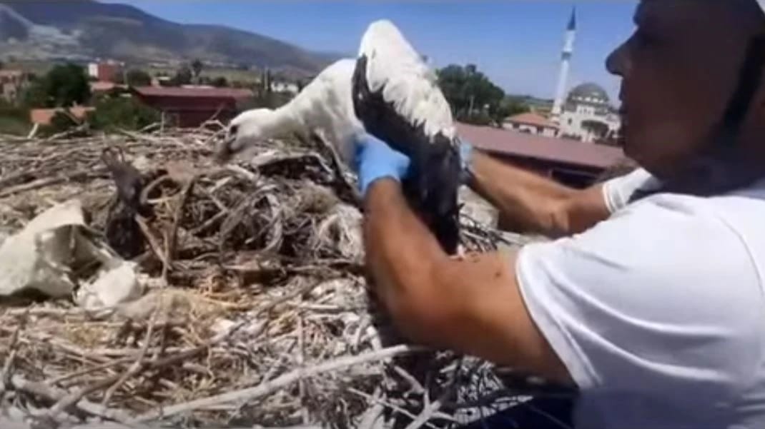 Leylek yuvalarındaki plastik ipler yavruların hayatını tehdit ediyor