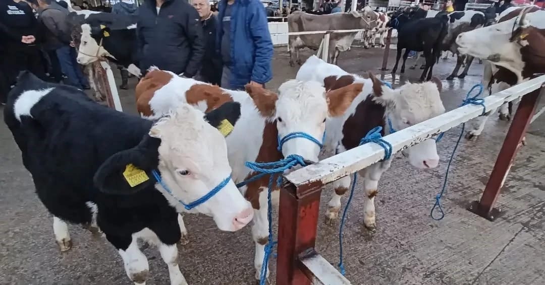 Nazilli'de küpesiz ve belgesiz hayvanların pazara girişine izin verilmedi