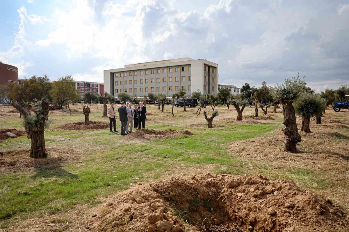 Nysa Antik Kenti’nden taşınan tarihi zeytin ağaçları ADÜ’de yaşatılacak