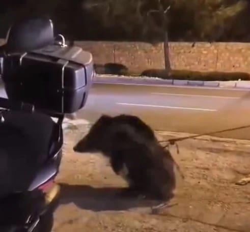 Serkan Ay, yaralı yaban domuzunu kement atarak yol kenarına çekti