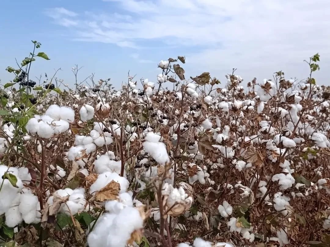 Söke pamuğunda hasat başladı