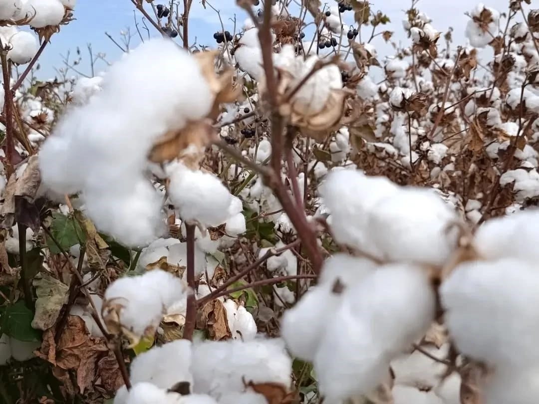 Söke pamuğunda hasat başladı